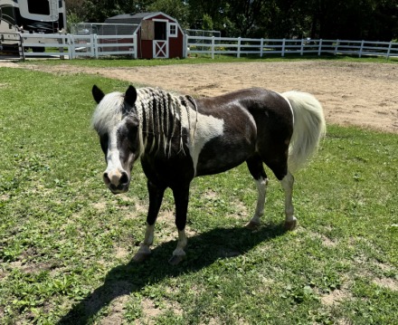 HorseID: 2285084 Rosewall Silver Streak - PhotoID: 1061320