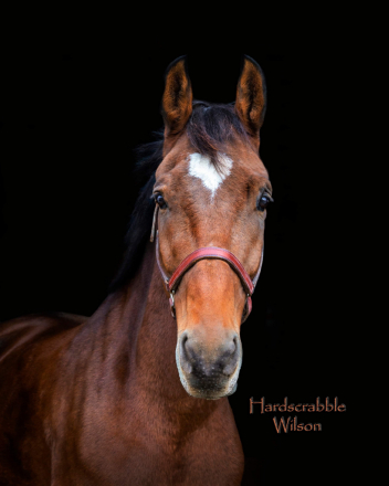 HorseID: 2285102 Hardscrabble Wilson - PhotoID: 1061356