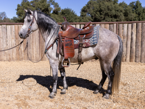 HorseID: 2285111 THUNDER - PhotoID: 1061360