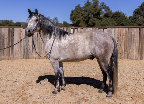 HorseID: 2285111 THUNDER - PhotoID: 1061363