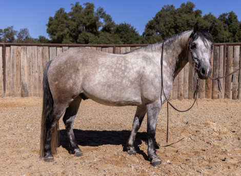 HorseID: 2285111 THUNDER - PhotoID: 1061364