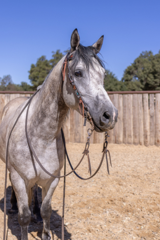 HorseID: 2285111 THUNDER - PhotoID: 1061365