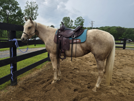 HorseID: 2285113 PEPS GOLDEN SUNSHINE - PhotoID: 1061370