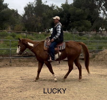 HorseID: 2285123 Lucky - PhotoID: 1061378