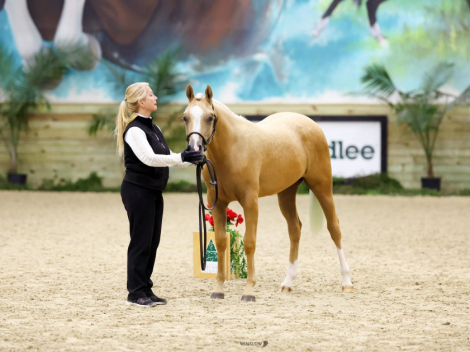 HorseID: 2285124 Glitterati Gold - PhotoID: 1061379