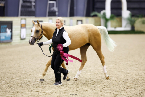 HorseID: 2285124 Glitterati Gold - PhotoID: 1061380