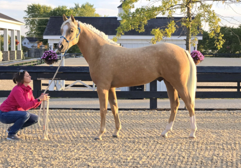 HorseID: 2285124 Glitterati Gold - PhotoID: 1061381