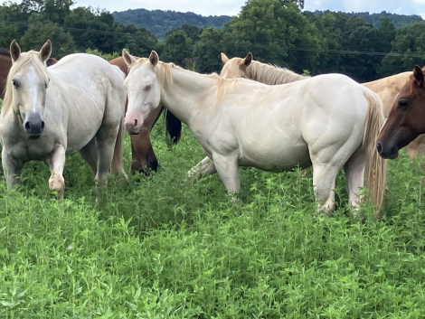 HorseID: 2285130 Wetzel Doc Frost - PhotoID: 1061390