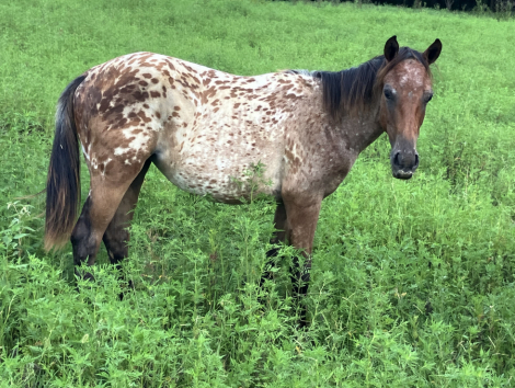 HorseID: 2285132 Appaloosa Application ( name her what you want) - PhotoID: 1061387