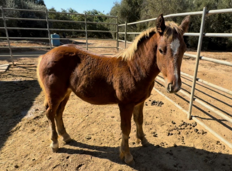 HorseID: 2285176 Magnus Draco - PhotoID: 1061454