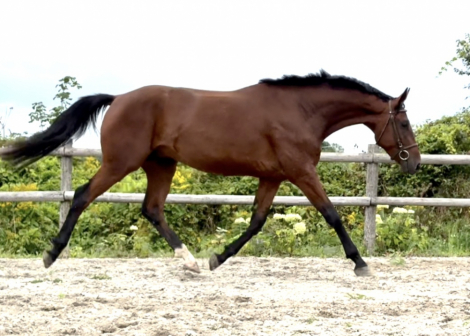 HorseID: 2285189 AVF Harry - PhotoID: 1061477