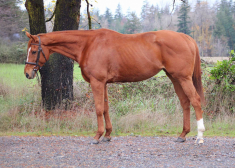 HorseID: 2285190 Red Nova - PhotoID: 1061478