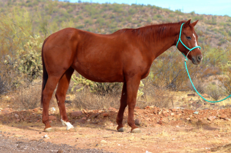 HorseID: 2285208 Windy Day Cat - PhotoID: 1061496