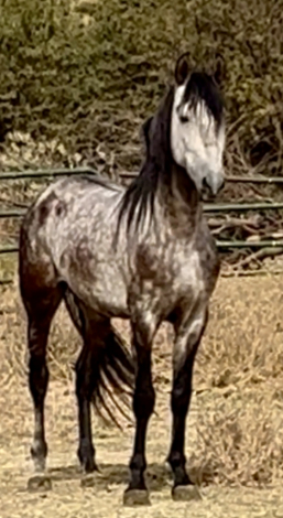 HorseID: 2285224 Moroso V - PhotoID: 1061519