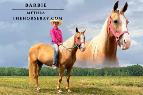 HorseID: 2285256 Fiona Barbie - PhotoID: 1061552