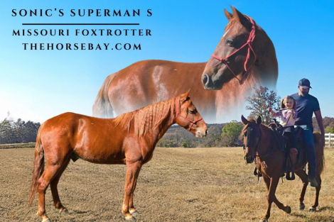 HorseID: 2285258 Sonic’s Superman S. - PhotoID: 1061556