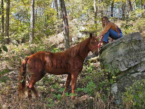 HorseID: 2285258 Sonic’s Superman S. - PhotoID: 1061557