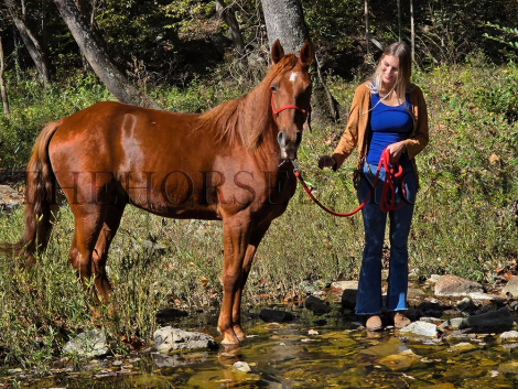 HorseID: 2285258 Sonic’s Superman S. - PhotoID: 1061558