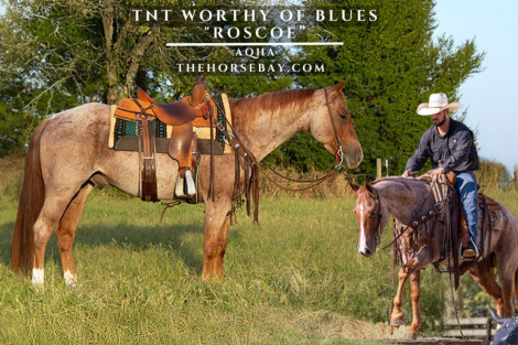 HorseID: 2285259 TNT Worthy of Blues - PhotoID: 1061561