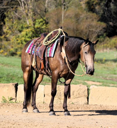 HorseID: 2285264 Ariat - PhotoID: 1061576