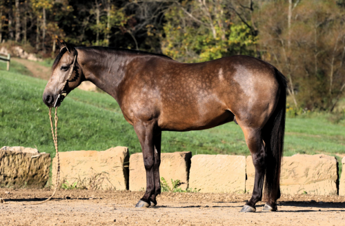 HorseID: 2285264 Ariat - PhotoID: 1061577