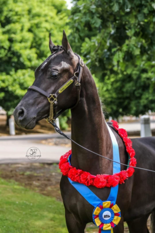 HorseID: 2285270 Tuxedos Jedi VQ - PhotoID: 1061598