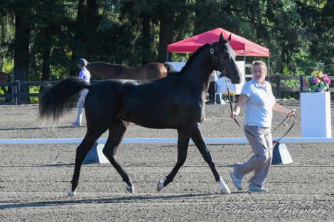 HorseID: 2285270 Tuxedos Jedi VQ - PhotoID: 1061603