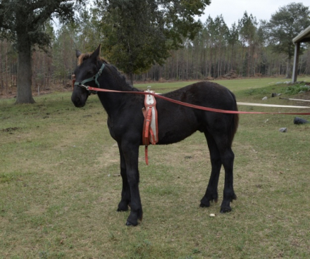 HorseID: 2285277 Cedric's Shine PMF - PhotoID: 1061592