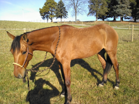 HorseID: 2285279 Dakota - Quarter Horse Dun Gelding - PhotoID: 1063024