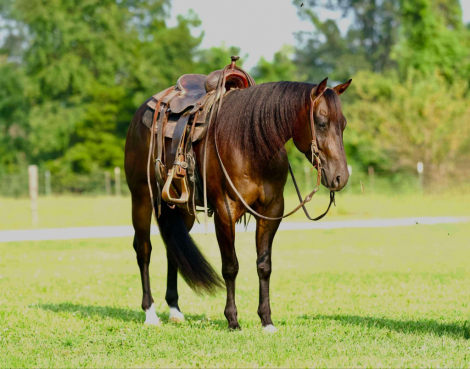 HorseID: 2285290 Casanova At Night - PhotoID: 1061804