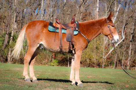 HorseID: 2285292 Silverado HH - PhotoID: 1061844