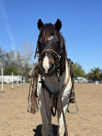 HorseID: 2285295 Pinto Bean - PhotoID: 1061610