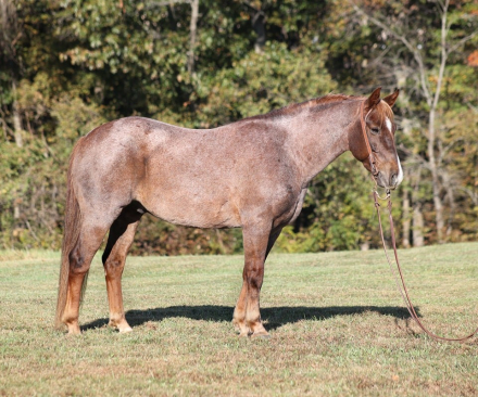 HorseID: 2285296 Clay L13 - PhotoID: 1061815