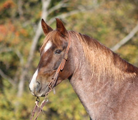 HorseID: 2285296 Clay L13 - PhotoID: 1061816