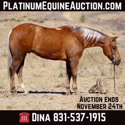 HorseID: 2285300 Bentley LHR - PhotoID: 1061787