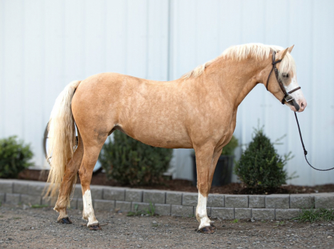 Barbie Dream House Palomino Welsh Pony Mare Super nice investment pony in Washington DreamHorse Horse ID 2285305