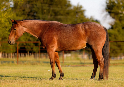 HorseID: 2285323 Chicks Speedy Doc JH - PhotoID: 1061811