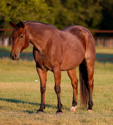 HorseID: 2285323 Chicks Speedy Doc JH - PhotoID: 1061812