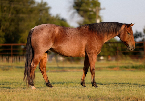 HorseID: 2285323 Chicks Speedy Doc JH - PhotoID: 1061813