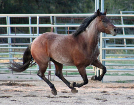 HorseID: 2285359 Spoonin For Money - PhotoID: 1061706