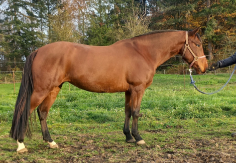 HorseID: 2285364 2020 Bay Lusitano X AWSSR Mare - PhotoID: 1061722