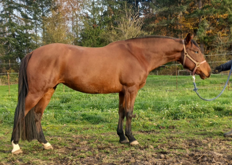 HorseID: 2285364 2020 Bay Lusitano X AWSSR Mare - PhotoID: 1061725