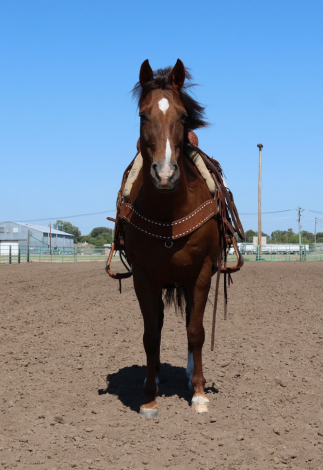 HorseID: 2285369 Smart Once - PhotoID: 1061738