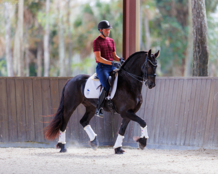 HorseID: 2285373 BINDERT VAN DE DOEZUMER TOCHT - PhotoID: 1061744