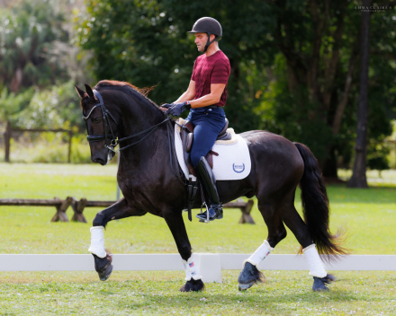 HorseID: 2285373 BINDERT VAN DE DOEZUMER TOCHT - PhotoID: 1061745