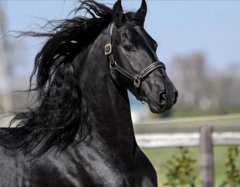 HorseID: 2285373 BINDERT VAN DE DOEZUMER TOCHT - PhotoID: 1061746