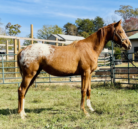 HorseID: 2285394 Waps Moon Struck - PhotoID: 1061867