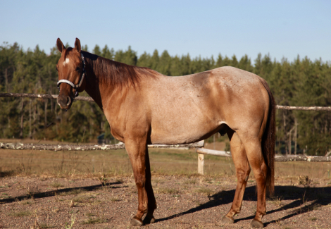 HorseID: 2285400 BLUE DUNIN MONEY - PhotoID: 1061881