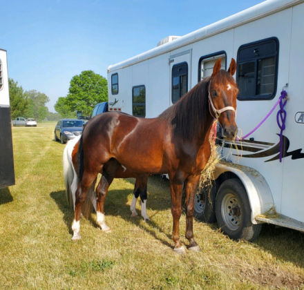 HorseID: 2285401 Red Zeppelin - PhotoID: 1061885