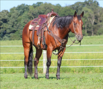 HorseID: 2285427 Watch Video! Husband Safe AQHA Gelding - PhotoID: 1061913